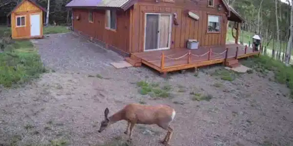 Image 4: Wildlife loves this area! Image 4: Wildlife loves this area!