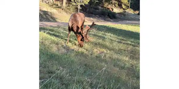 Image 2: Local wildlife! Image 2: Local wildlife!