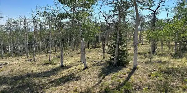 Image 2: Summer Aspen Trees Image 2: Summer Aspen Trees