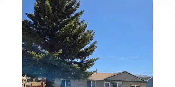 1309 Mount Elbert Dr