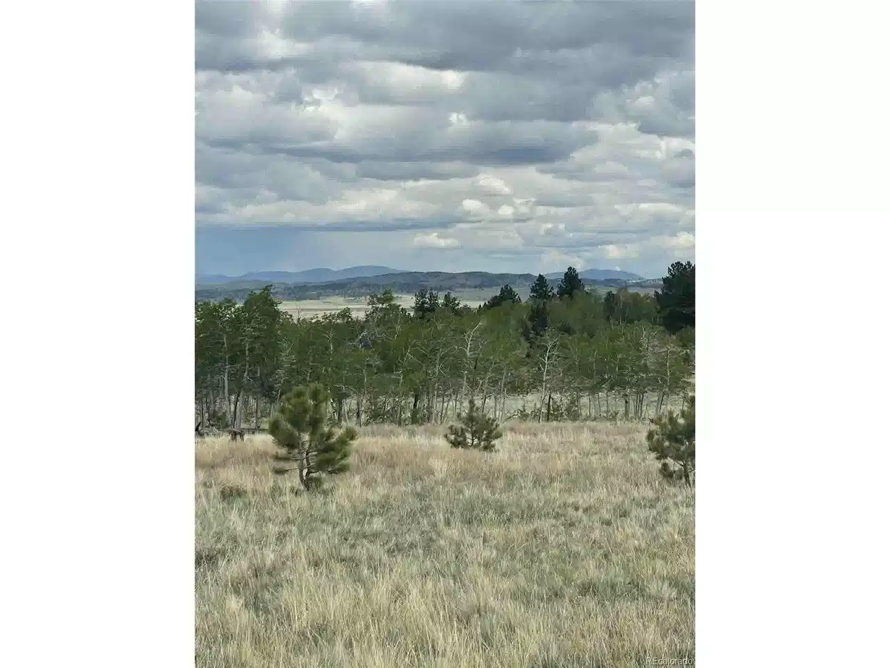 Image 1: Summer Aspens