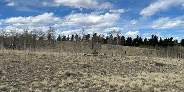 Image 3: Aspen Trees