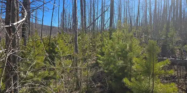 Image 4 Image 4