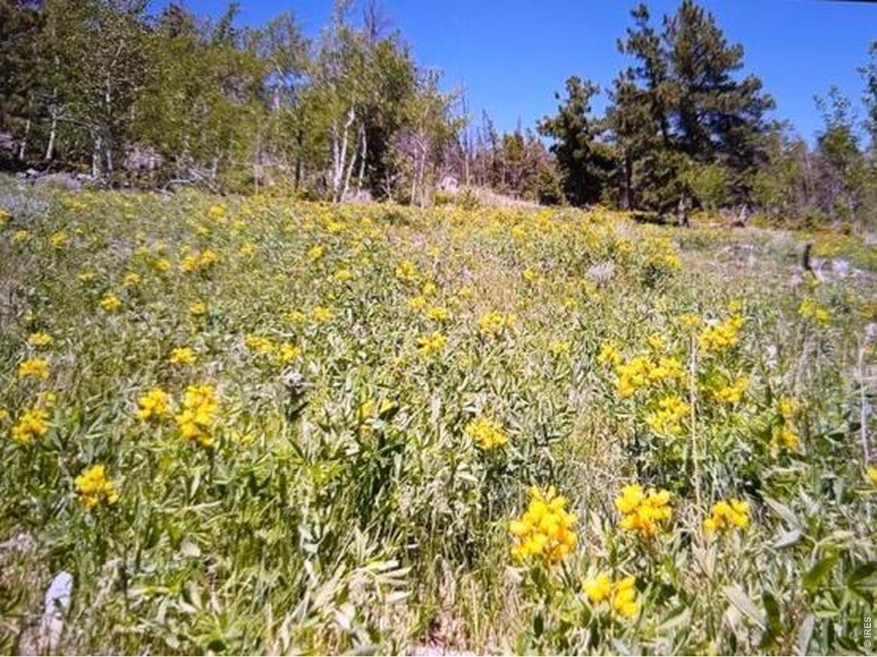 Image 2: Beautiful wild flowers