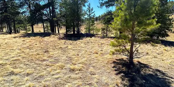 Image 4: Ponderosa Pine Trees