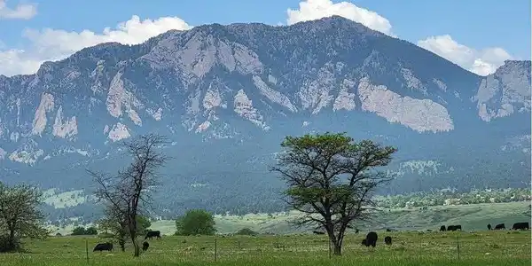 Image 2: Meet your neighbors...seasonal grazing on the open space.