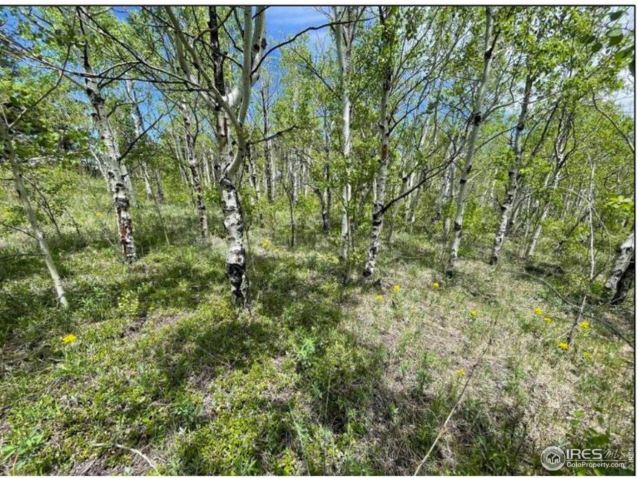 Image 3: Beautiful forests of aspens and evergreens