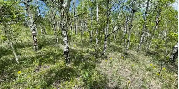 Image 3: Beautiful forests of aspens and evergreens