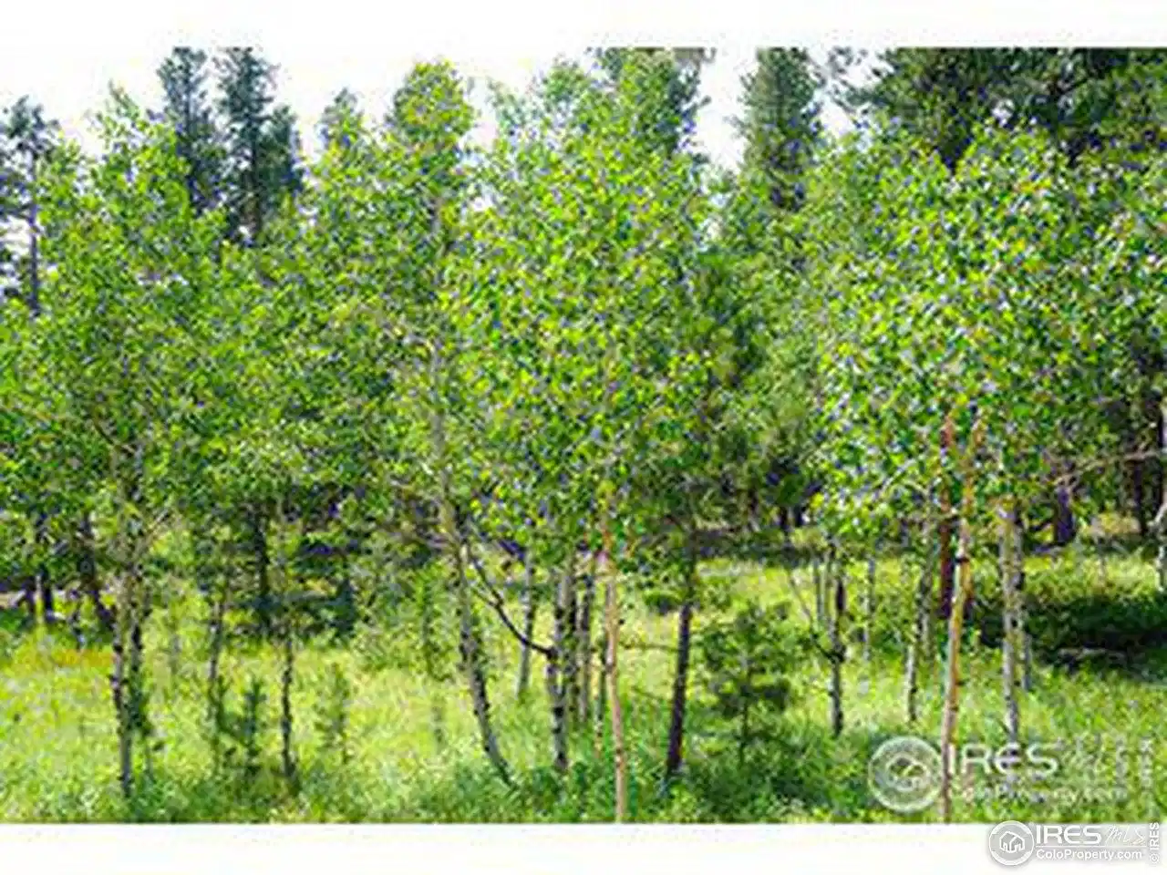 Image 1: An Aspen Grove on the property! Image 1: An Aspen Grove on the property!