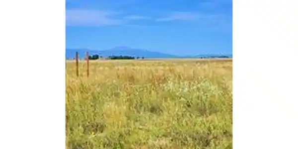 Image 4 Image 4