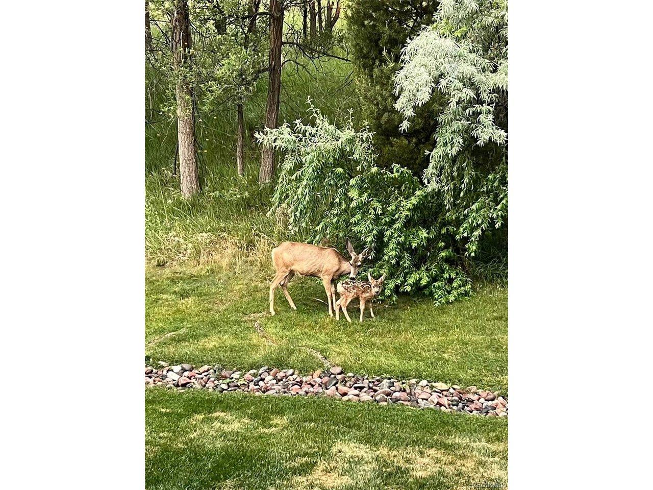 Image 2: Enjoy The Company of The Beautiful Deer in Your Backyard Image 2: Enjoy The Company of The Beautiful Deer in Your Backyard