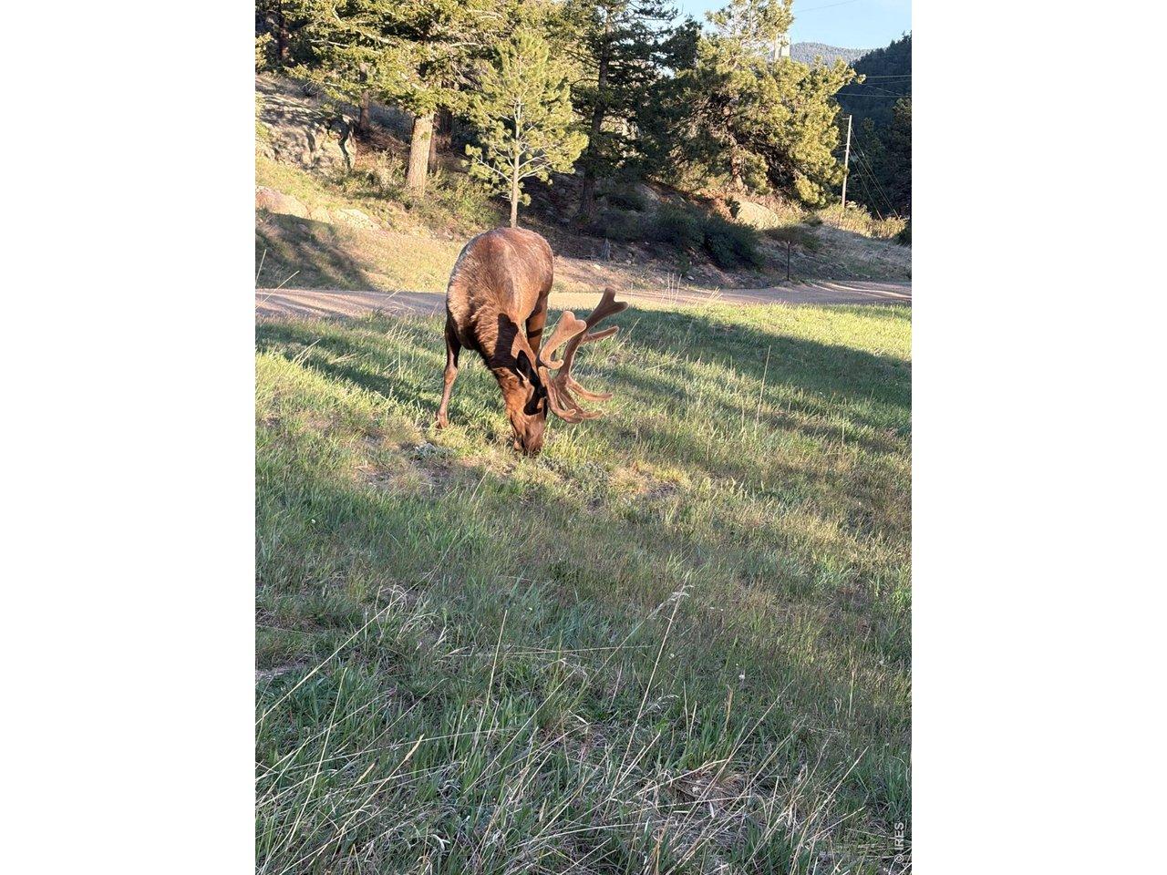 Image 2: Local wildlife! Image 2: Local wildlife!