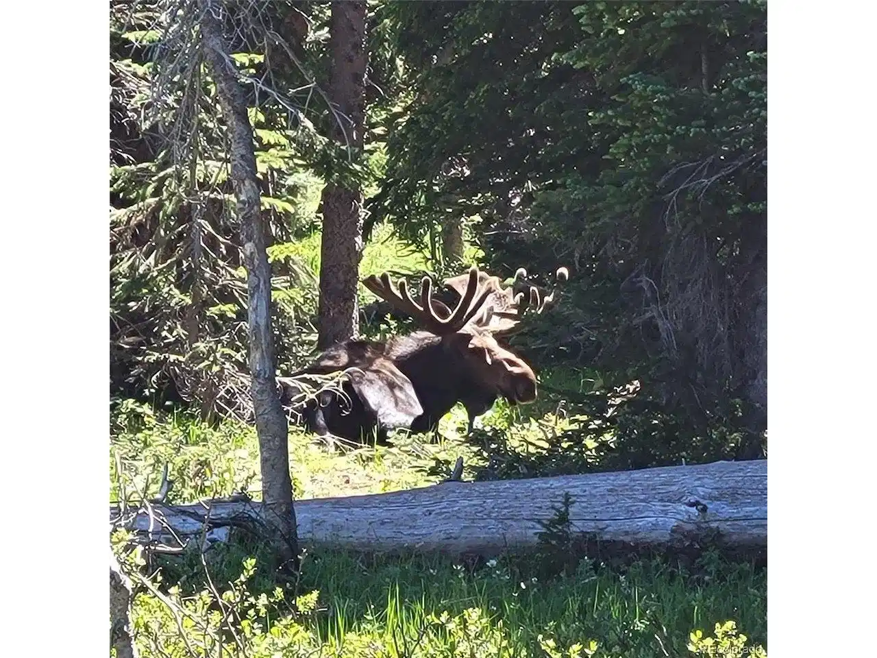 Image 1: Moose in SummerSummer visitors include moose roaming through the surrounding mountain landscape. Image 1: Moose in SummerSummer visitors include moose roaming through the surrounding mountain landscape.