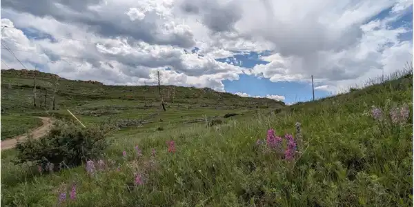 Image 3: Wildflowers in Summer Image 3: Wildflowers in Summer