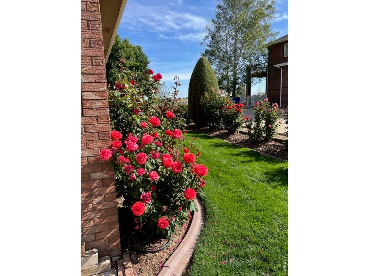 Image 3: yard flowers Image 3: yard flowers