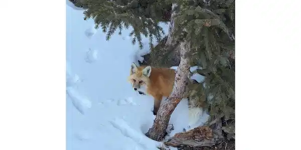 Image 3: Fox in WinterA winter fox crossing the property highlights the year-round wildlife and peaceful alpine setting. Image 3: Fox in WinterA winter fox crossing the property highlights the year-round wildlife and peaceful alpine setting.