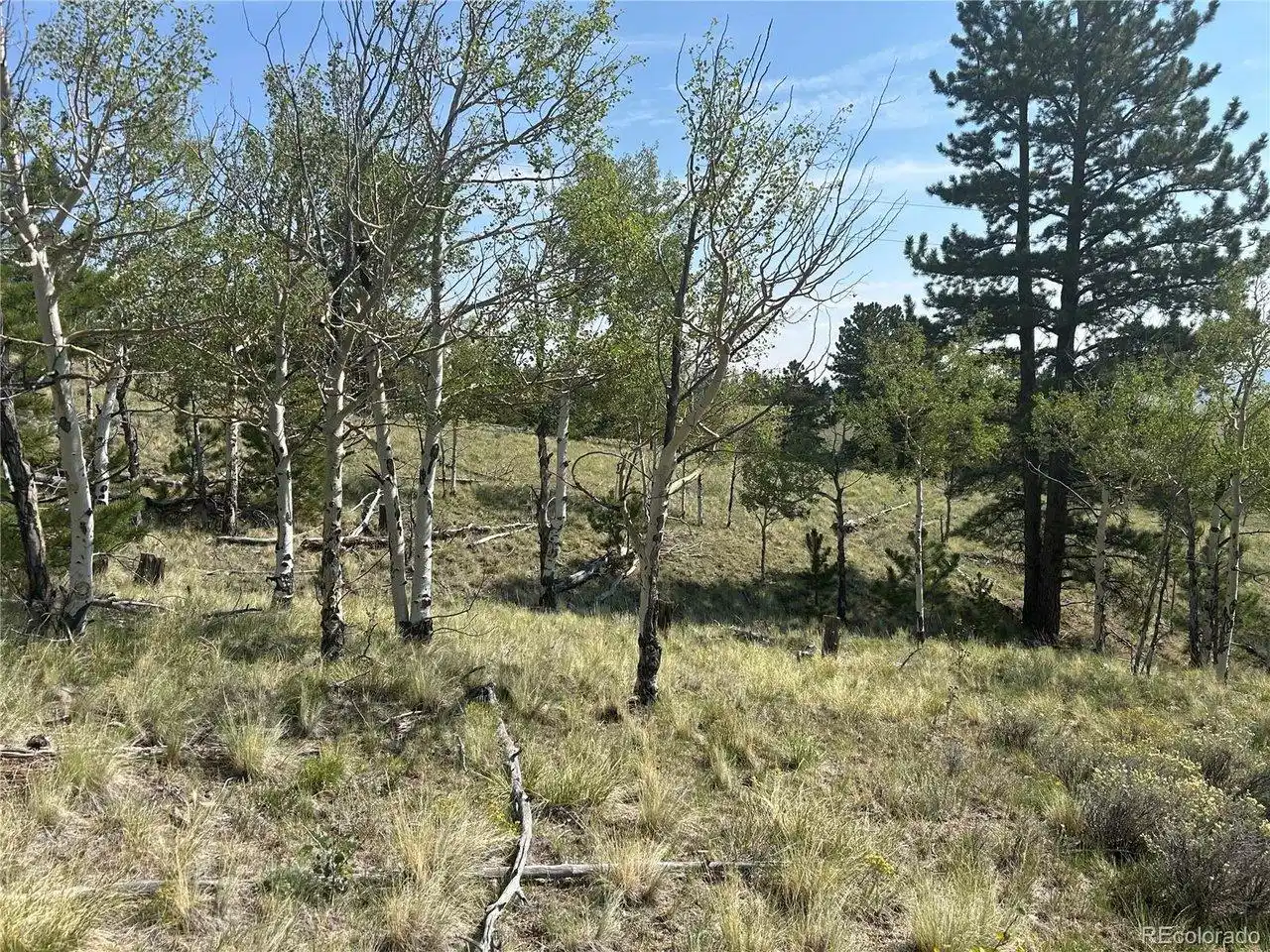 Image 1: Colorado Aspen Trees