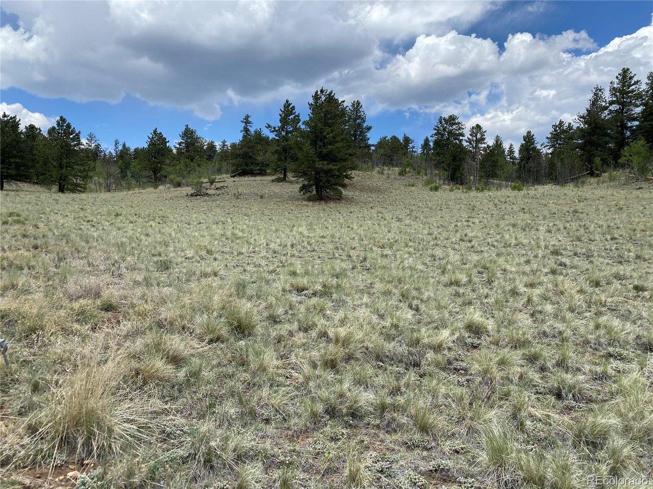 Image 2: Well mitigated blend of trees and meadow Image 2: Well mitigated blend of trees and meadow