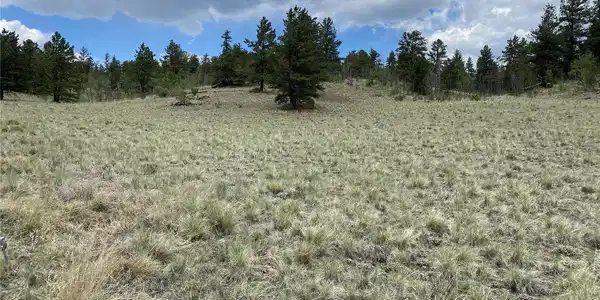 Image 2: Well mitigated blend of trees and meadow Image 2: Well mitigated blend of trees and meadow
