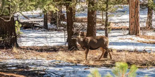 Image 2: LOTS OF WILDLIFE AROUND BEING SO CLOSE TO STAUNTON STATE PARK