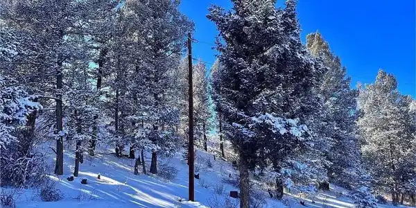 Image 4: Perfect Blend of Trees