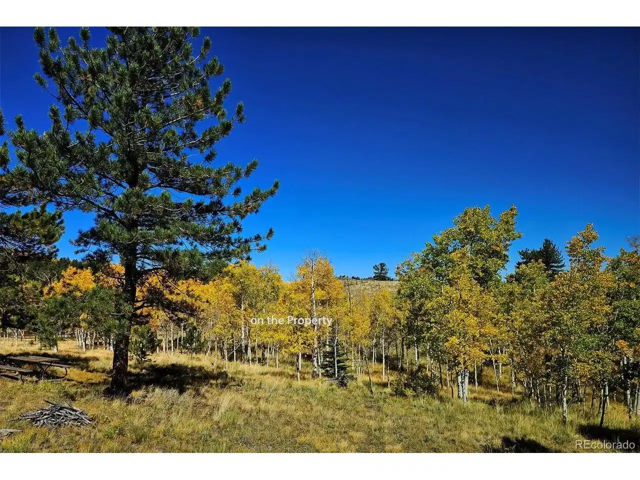 Image 1: Adjacent to National Forest! Image 1: Adjacent to National Forest!