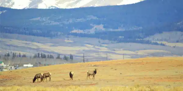 Image 2: Elk