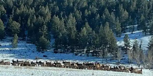 Image 3: Elk herd