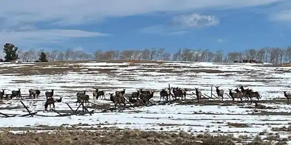 Image 4: Elk herd