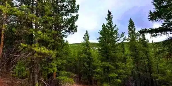 111 FS Road 752.3B