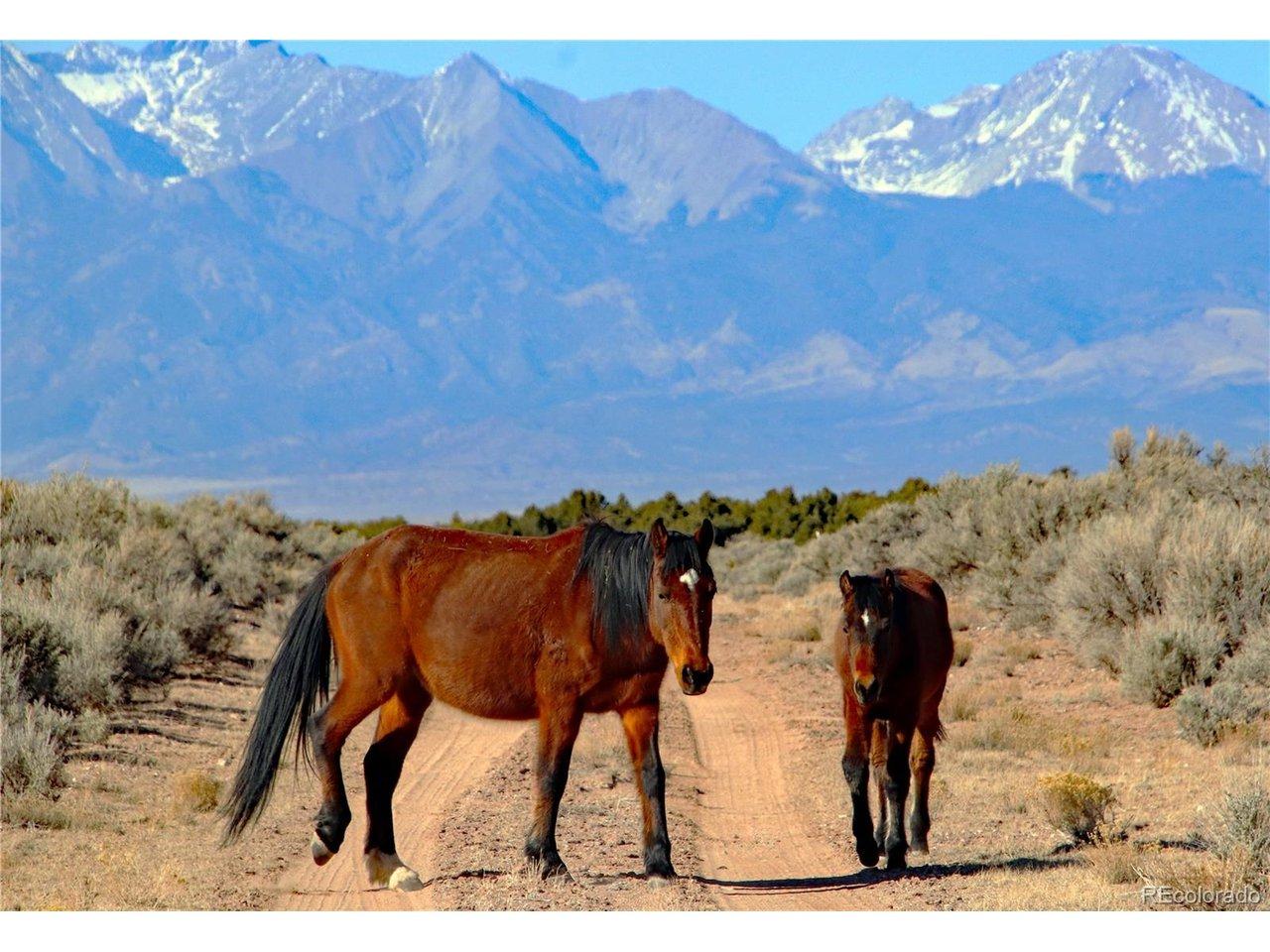 Image 1: Wild Horses Image 1: Wild Horses