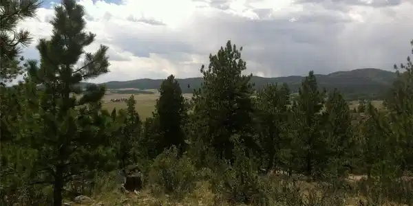 Image 4: Pinon pine trees Image 4: Pinon pine trees