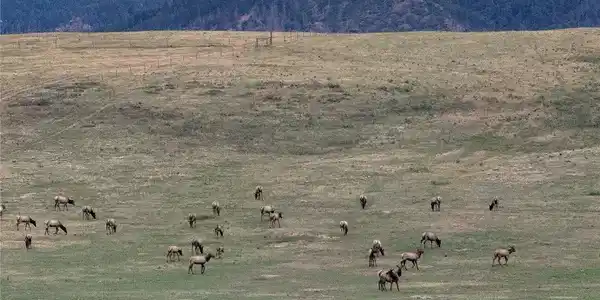 Image 3: Elk frequently visit Image 3: Elk frequently visit