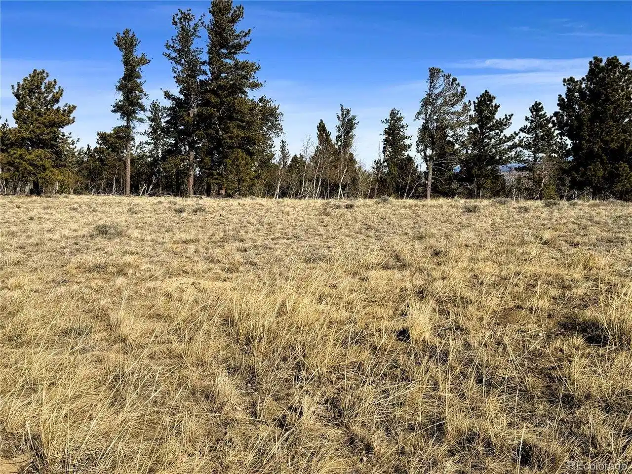 Image 1: View from the front of the lot looking northeast into the trees on the property Image 1: View from the front of the lot looking northeast into the trees on the property