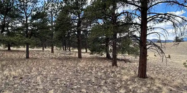 Image 4: Ponderosa Pine Trees