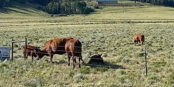 Image 3 Image 3