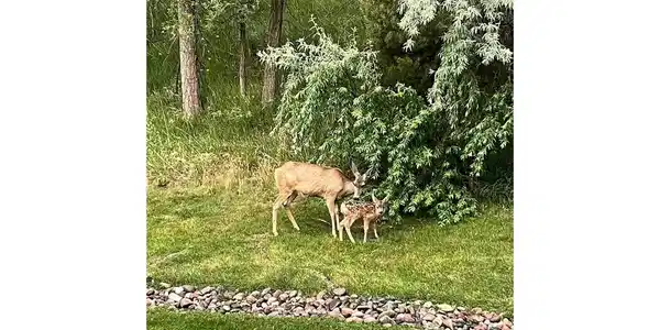 Image 3: Enjoy The Company of The Beautiful Deer in Your Backyard Image 3: Enjoy The Company of The Beautiful Deer in Your Backyard