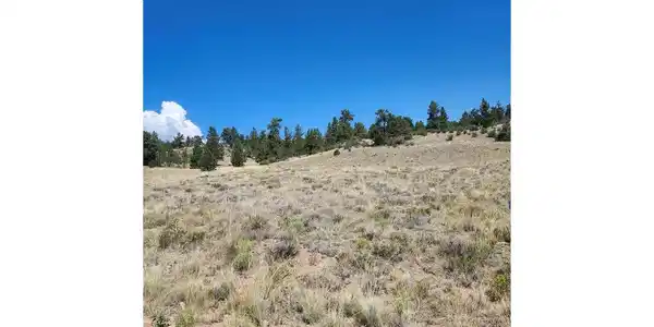 Image 4: Back hillside covered in Pines