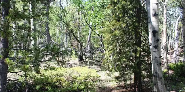 Image 4 Image 4