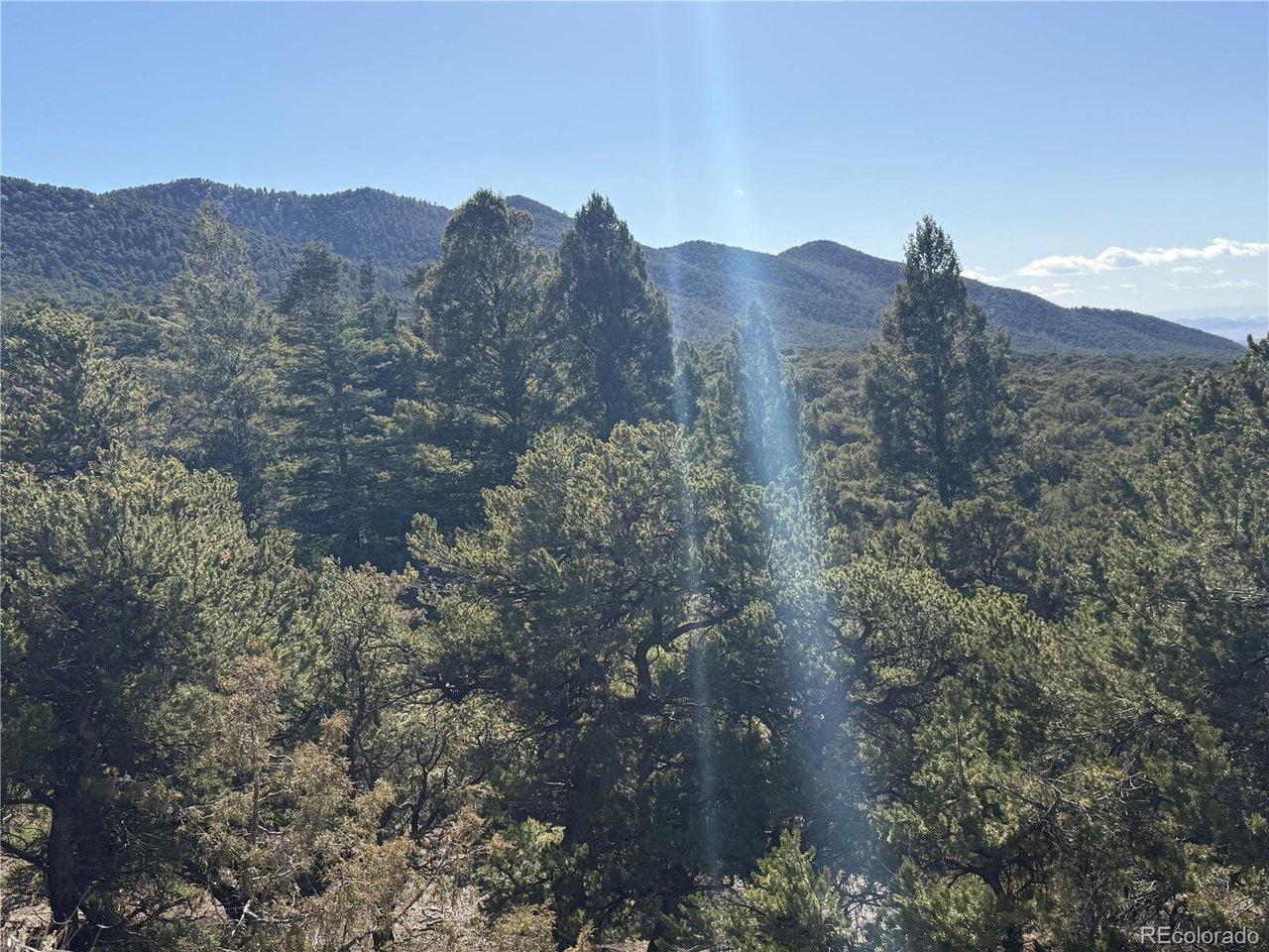 Image 1: Big pine trees Image 1: Big pine trees