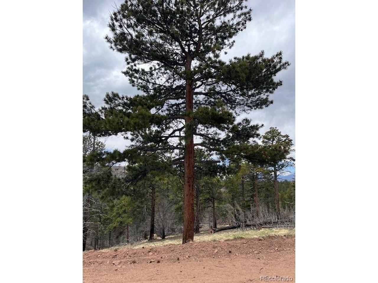 Image 1: Lots of mature trees Image 1: Lots of mature trees