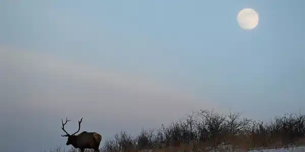 Image 4: Enjoy the Wildlife Image 4: Enjoy the Wildlife