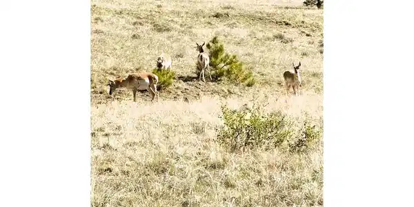 Image 4: Pronghorns - frequent visitors in the neighborhood Image 4: Pronghorns - frequent visitors in the neighborhood