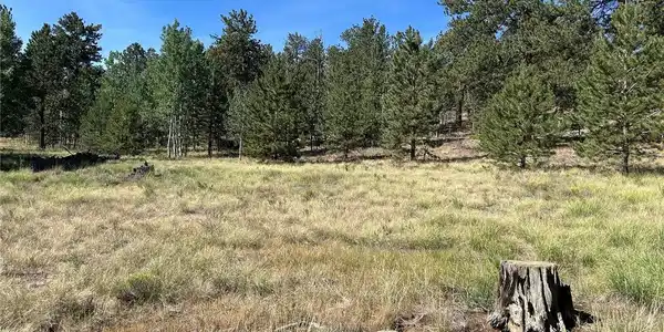 Image 4: Aspen and Pine Trees