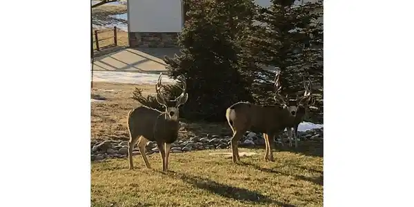 Image 4: LOCAL RESIDENTS! Image 4: LOCAL RESIDENTS!