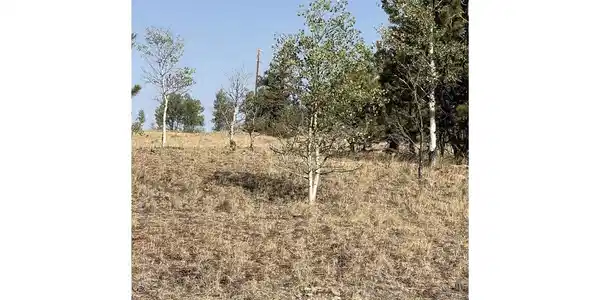 Image 4 Image 4