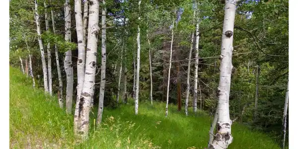 28380 Pine Trl