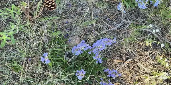 Image 4 Image 4