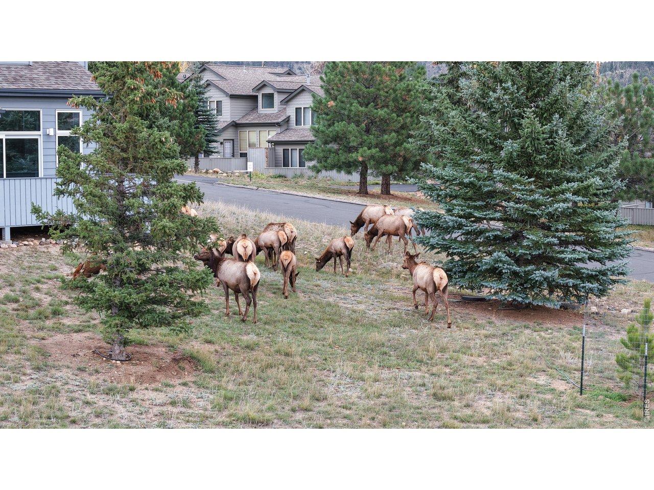 Image 2: Lots of wildlife that comes through the area! Image 2: Lots of wildlife that comes through the area!
