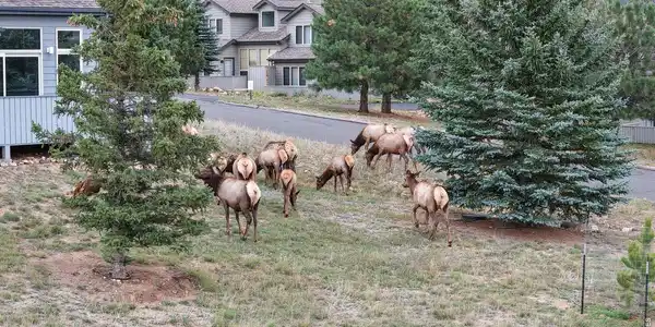 Image 2: Lots of wildlife that comes through the area!